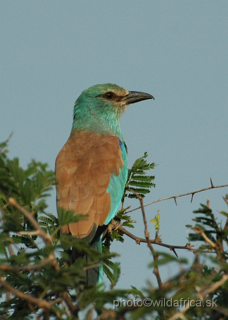 puku rsa 441.jpg - European Roller (Coracius garrulus)